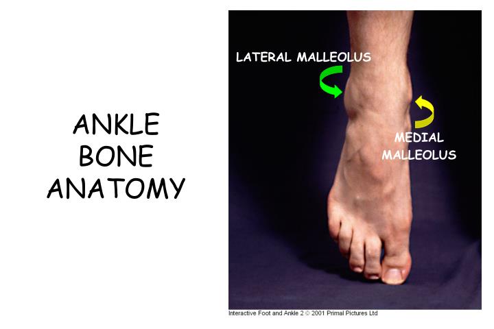 PPT - ANKLE ANATOMY PowerPoint Presentation - ID:30309
