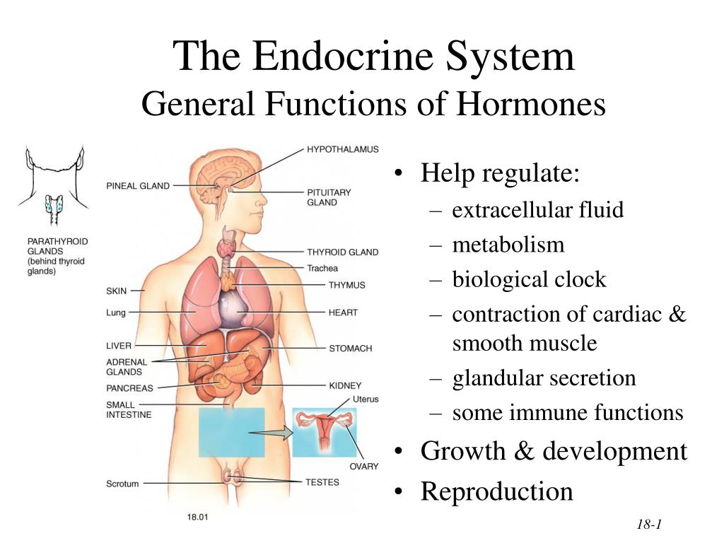 Endocrine Review The Endocrine System And Hormone Function An My Xxx Hot Girl