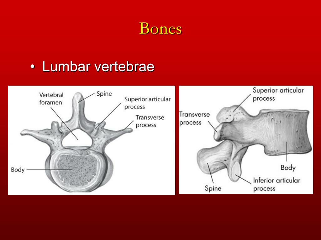 PPT - Chapter 12 The Trunk and Spinal Column PowerPoint Presentation