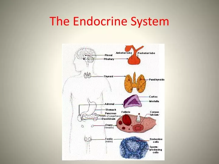 Free Powerpoint Templates Endocrine System Templates Printable Download