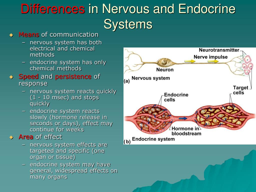 Similarities Between Endocrine And Nervous System