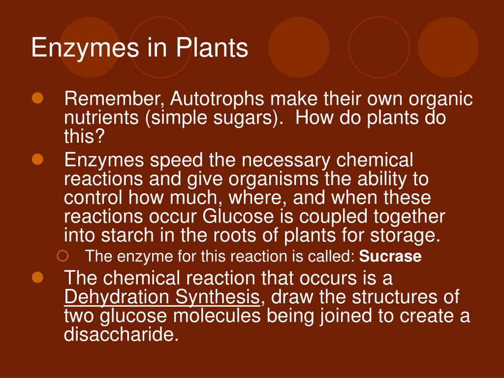 PPT Digestive System health.howstuffworks/adam200142.htm PowerPoint Presentation ID303824