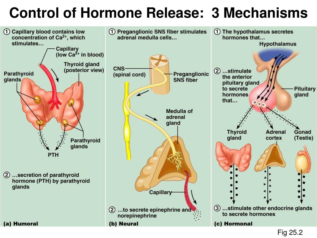 Cetosis efectos hormonales