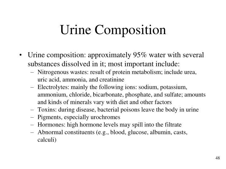 PPT - Chapter 28 The Urinary System PowerPoint Presentation - ID:304080