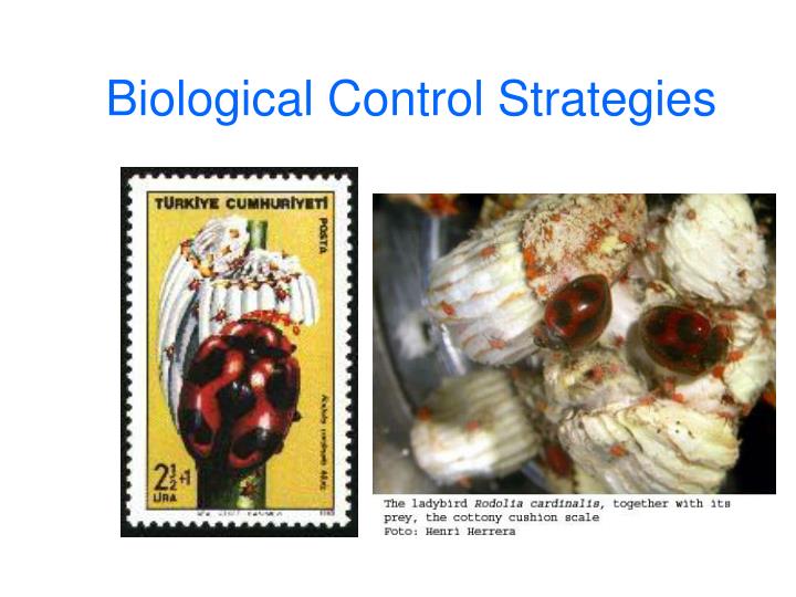 biological control strategies n.