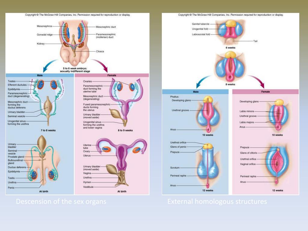 Что составляет репродуктивной системы человека. Репродуктивная система. Половая система человека. Половая система для детей. Женская половая система анатомия презентация.
