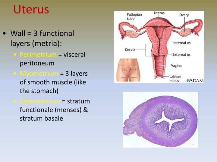 PPT The Reproductive System PowerPoint Presentation ID304200