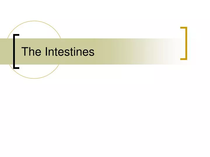 the intestines n.