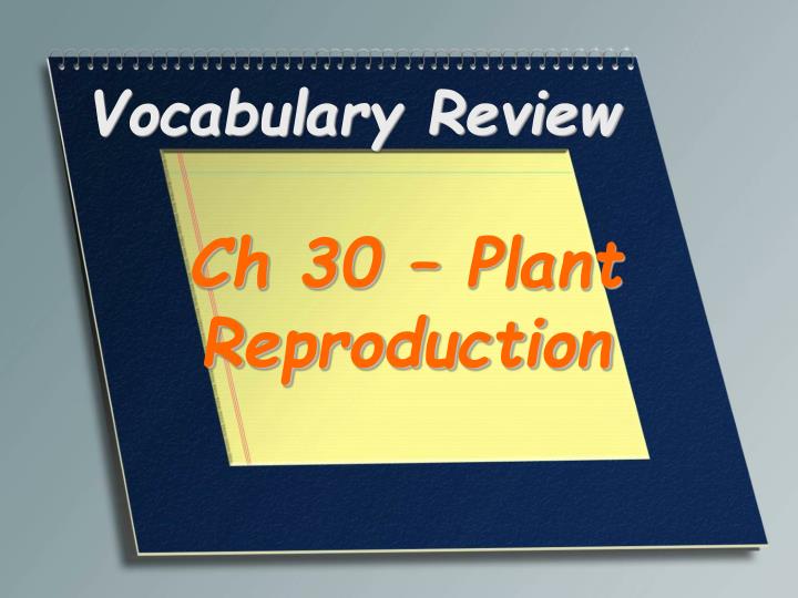 vocabulary review n.