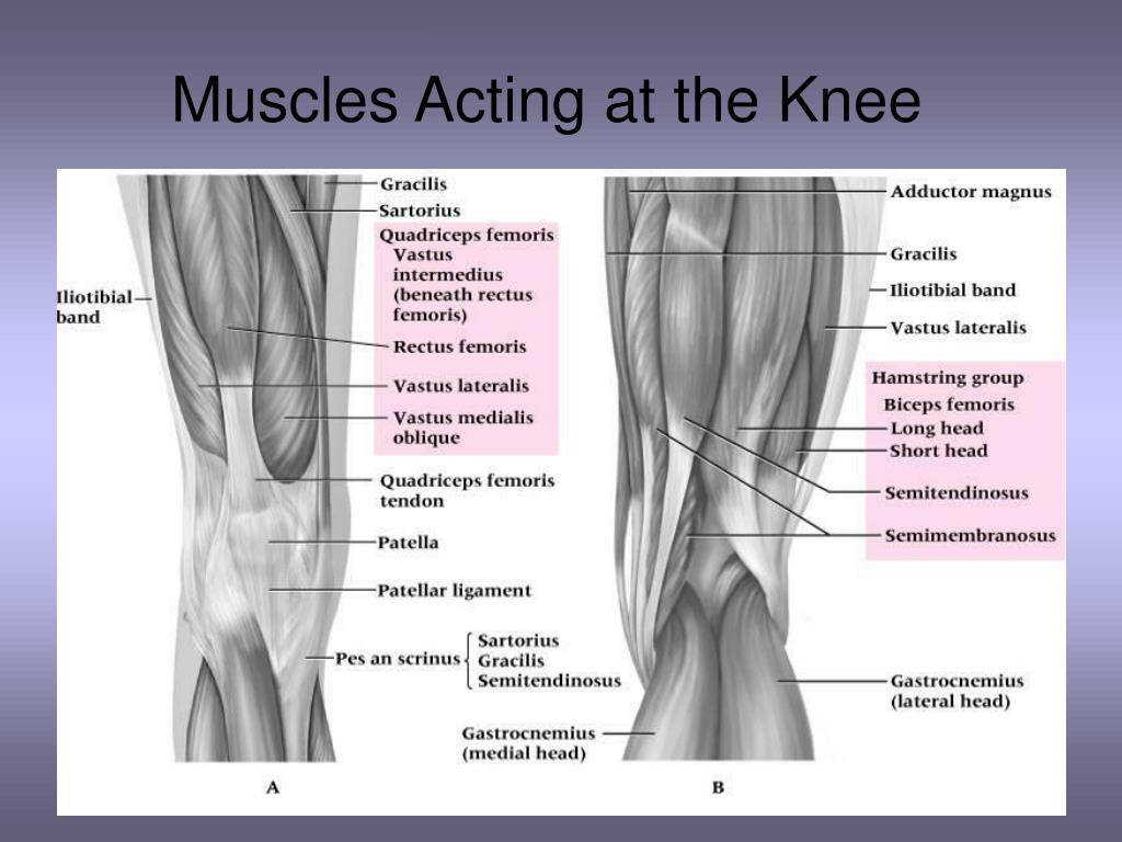 Chapter 16 Worksheet The Knee And Related Structures
