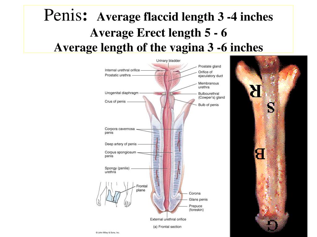 Penis: Average flaccid length 3 -4 inchesAverage Erect.