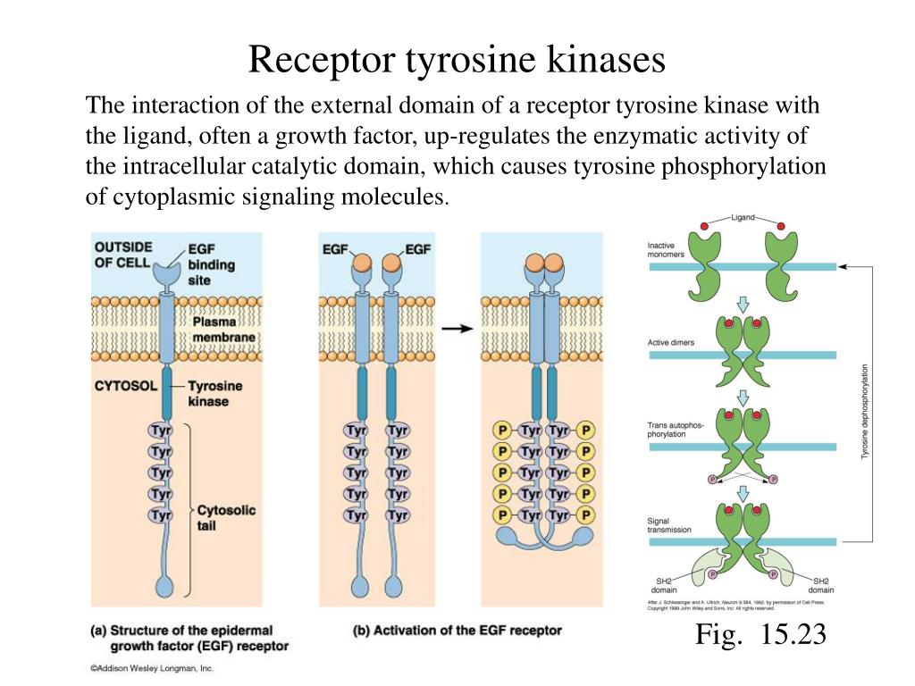 PPT - Lecture #9. July 13,2001 Cell signaling: Receptor tyrosine ...