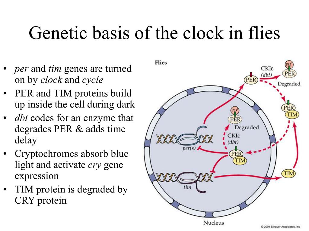 PPT - Biological clocks PowerPoint Presentation, free download - ID:306255