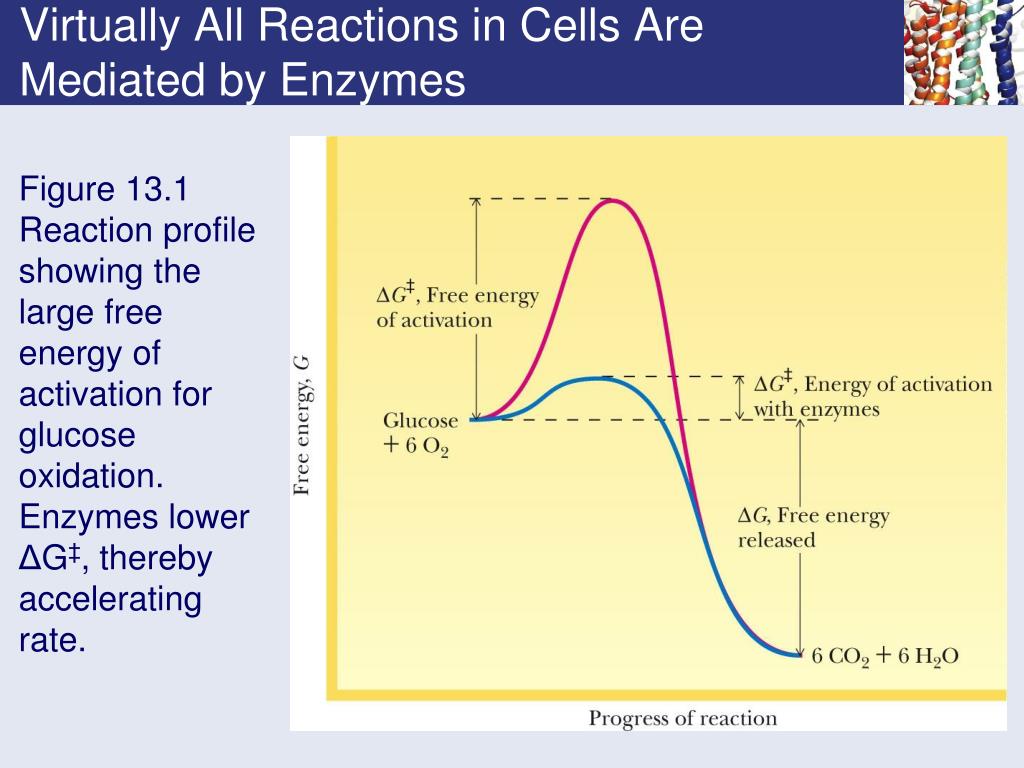 PPT Chapter 13 Enzyme PowerPoint Presentation, free download