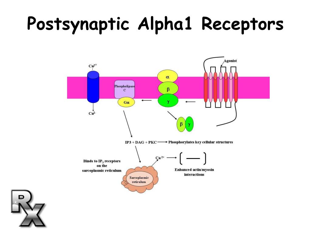 alpha 2 receptors