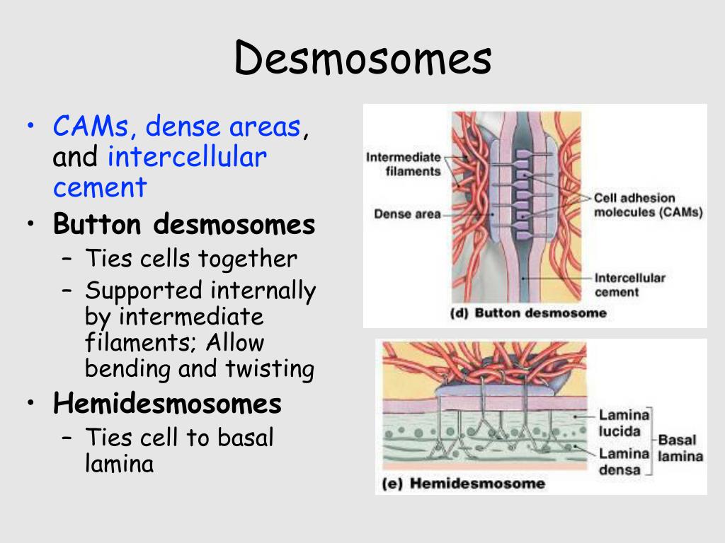 PPT - Epithelial Tissues PowerPoint Presentation, free download - ID:306935