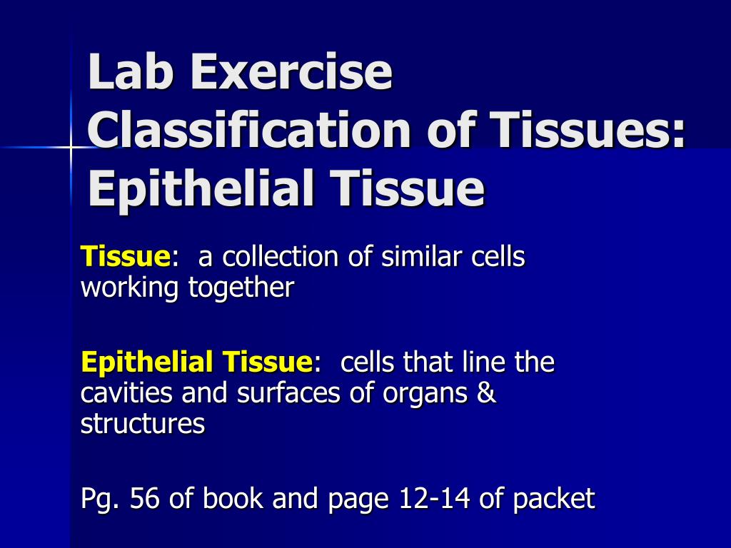 PPT - Lab Exercise Classification of Tissues: Epithelial Tissue PowerPoint  Presentation - ID:306963