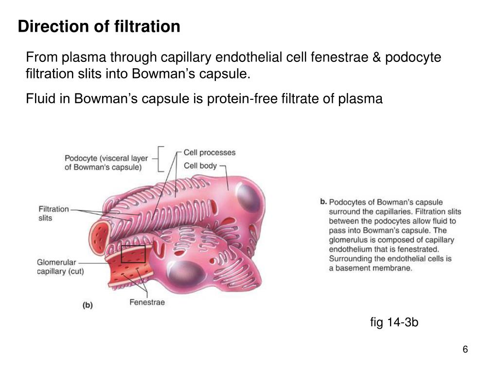 PPT - Functions of the kidney PowerPoint Presentation, free download