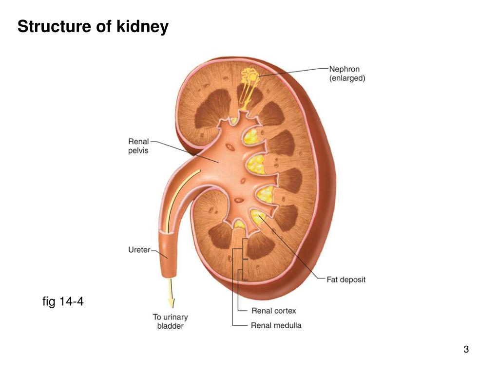 Кролог. Kidney Anatomy nephron. Kidney structure. Kidney function. Human Kidney structure.