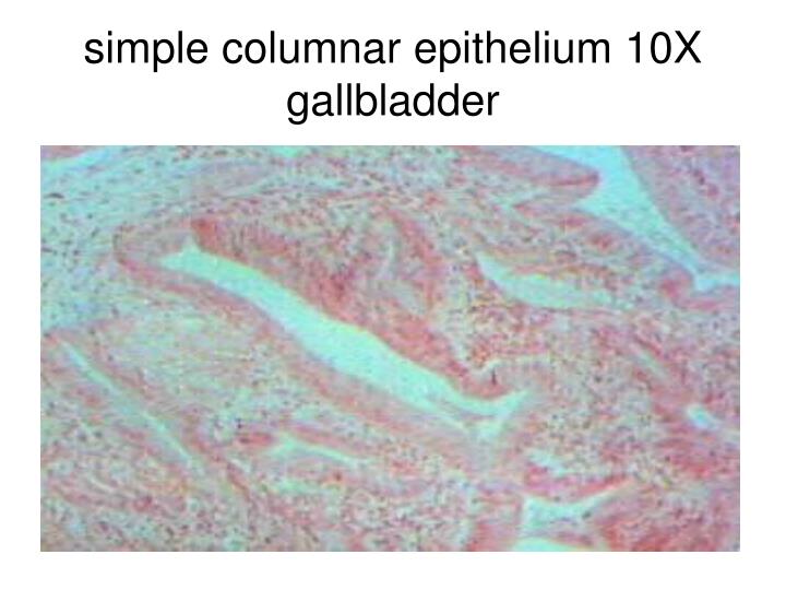 PPT - Epithelial Tissues PowerPoint Presentation - ID:308349 PPT - Epithelial Tissues PowerPoint Presentation - ID:308349