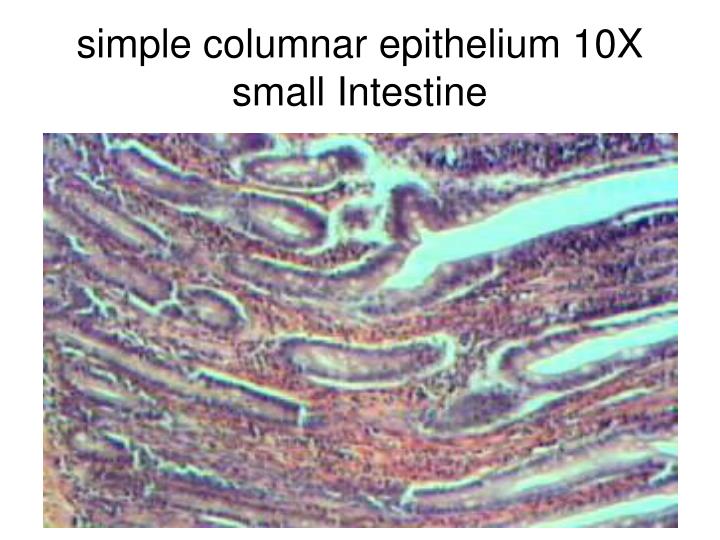 PPT - Epithelial Tissues PowerPoint Presentation - ID:308349 PPT - Epithelial Tissues PowerPoint Presentation - ID:308349