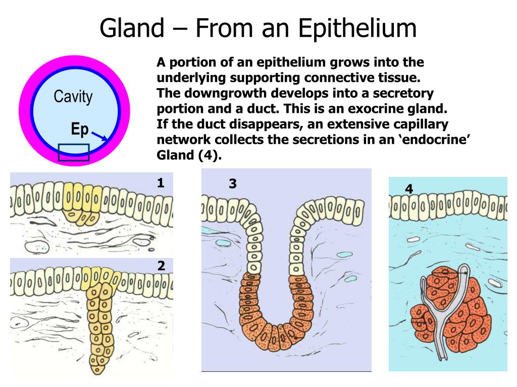 PPT - Introduction to Histology Tissues of the Body Epithelial Tissue