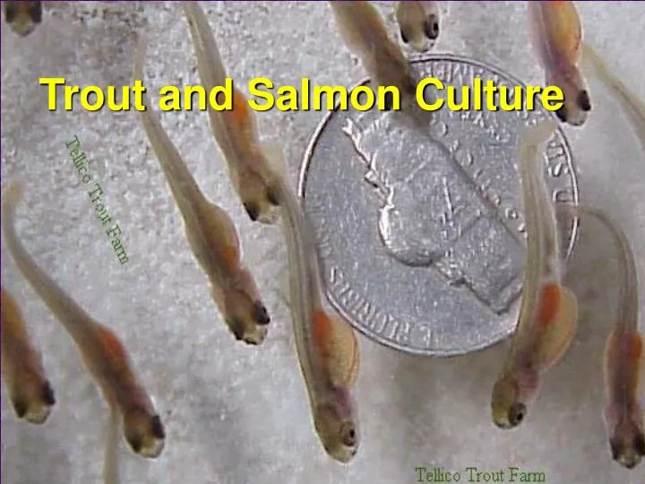 PPT Trout and Salmon Culture PowerPoint Presentation, free download ID308783