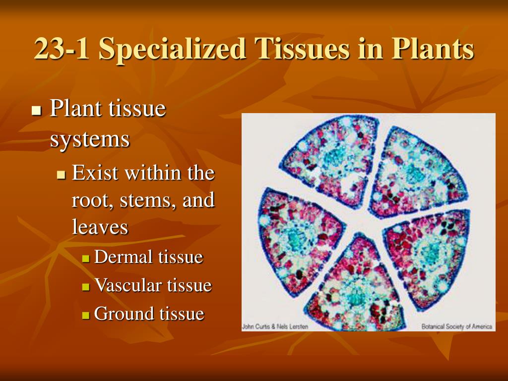 PPT - Plant Structures Roots, Stems, and Leaves PowerPoint Presentation - ID:309919