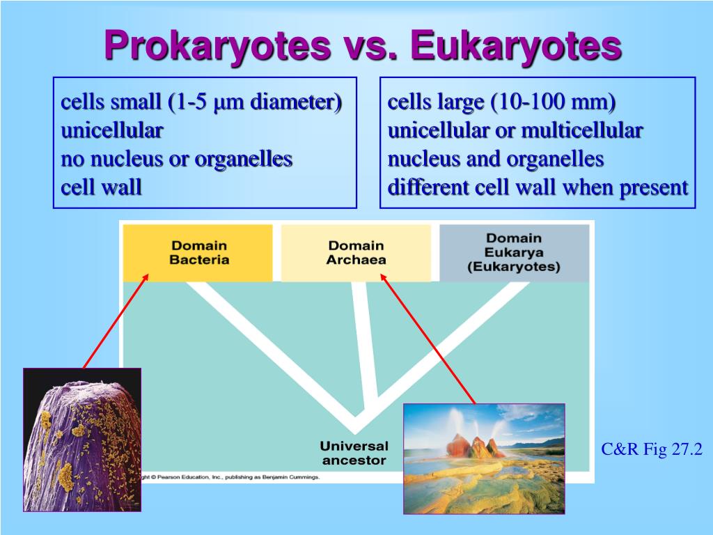 PPT - Prokaryotic diversity Eubacteria & Archaebacteria PowerPoint