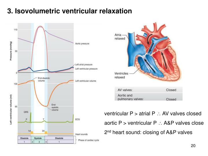 PPT - Hematocrit, plasma & serum PowerPoint Presentation - ID:310842