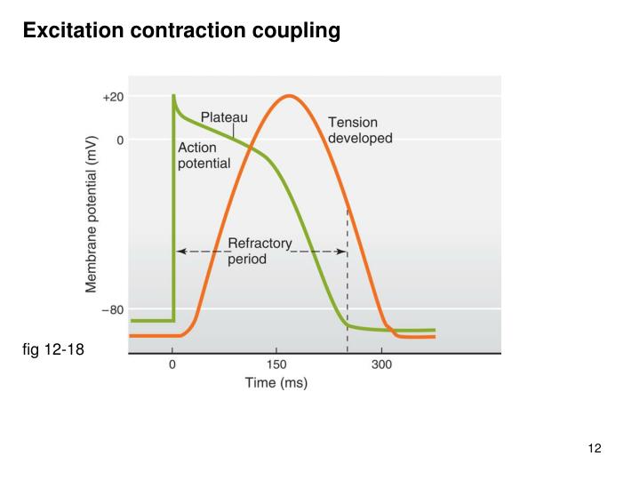 excitation contraction coupling Print chapter 9 muscles and muscle tissue flashcards and study them anytime, anywhere excitation-contraction coupling is a series of events that occur after the events of the neuromuscular junction have transpired. excitation contraction coupling Print chapter 9 muscles and muscle tissue flashcards and study them anytime, anywhere excitation-contraction coupling is a series of events that occur after the events of the neuromuscular junction have transpired.