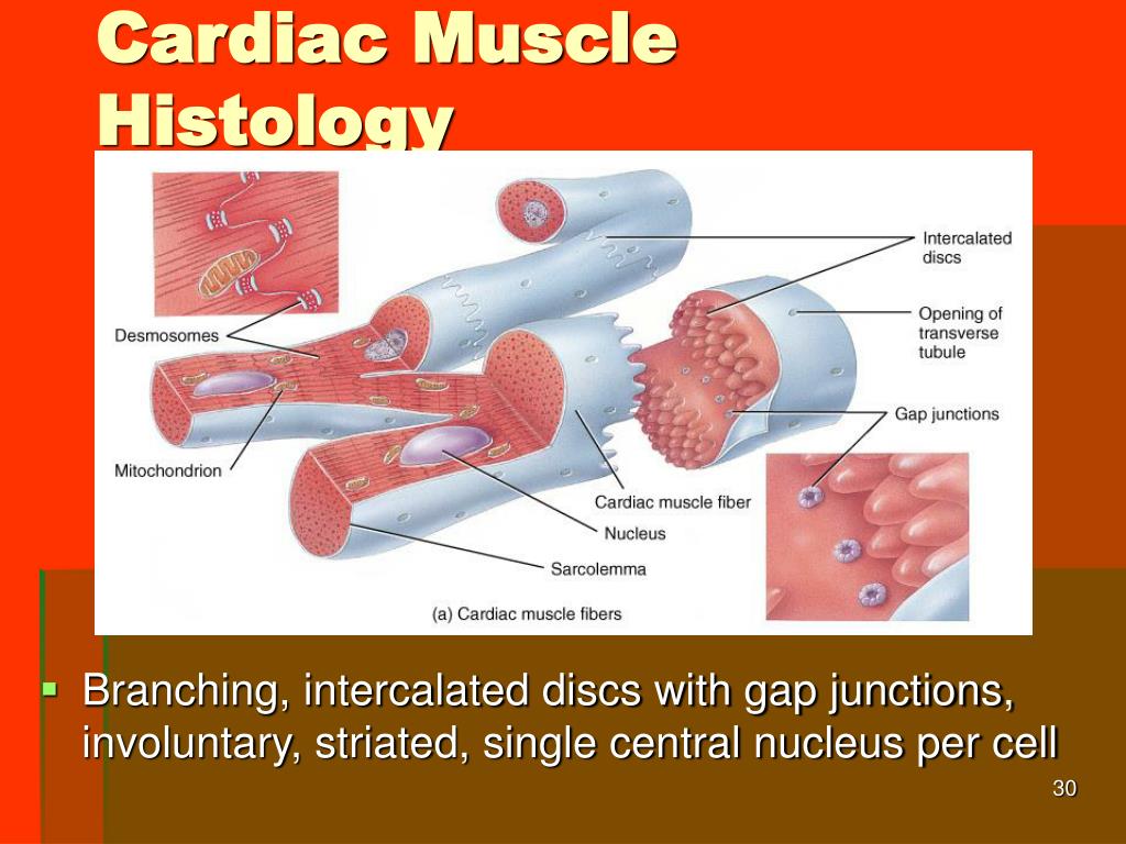 PPT - Chapter 20 The Cardiovascular System: The Heart PowerPoint