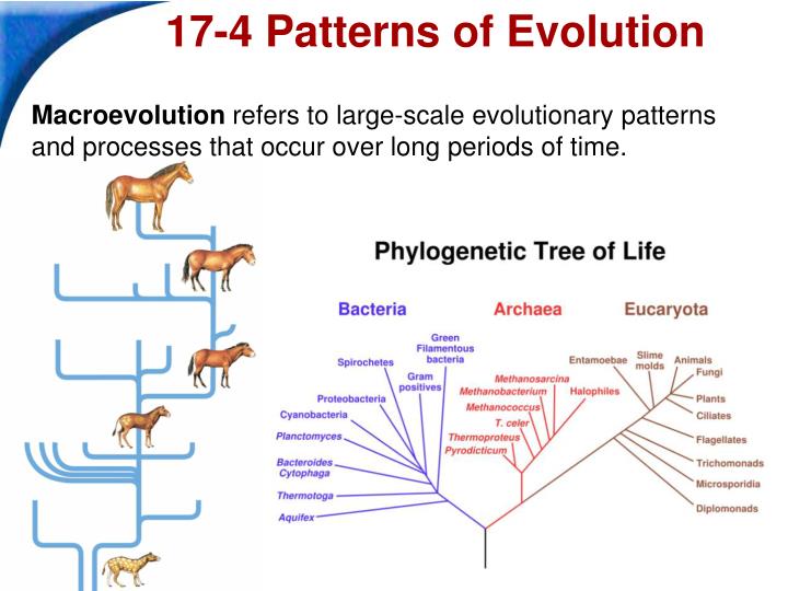 PPT Biology PowerPoint Presentation ID60 Stunning Section 174 Patterns Of Evolution PPT Biology PowerPoint Presentation ID60 Stunning Section 174 Patterns Of Evolution