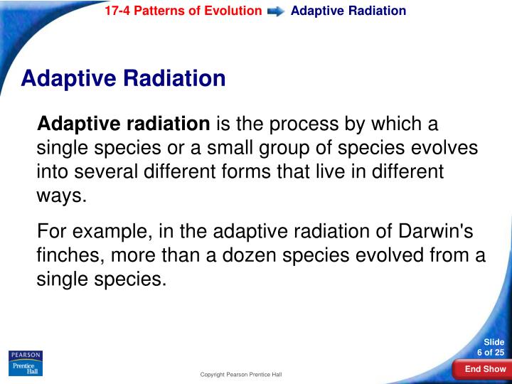 PPT Biology PowerPoint Presentation ID60 Mesmerizing Section 174 Patterns Of Evolution PPT Biology PowerPoint Presentation ID60 Mesmerizing Section 174 Patterns Of Evolution