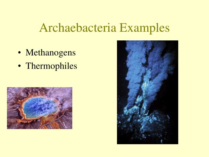 examples of archaebacteria magdalene project org examples of archaebacteria