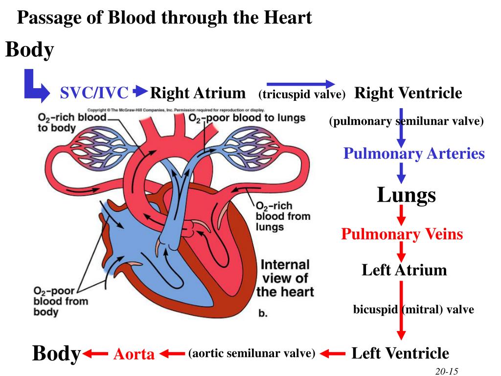 Какая кровь в предсердии. Left Atrium right Atrium left ventricle. Physiology of the cardiovascular System задания. Pulmonary artery and Vein.