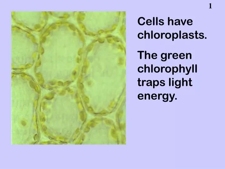 PPT Cells have chloroplasts. The green chlorophyll traps light energy
