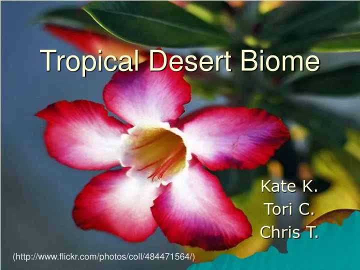 tropical desert biome n.