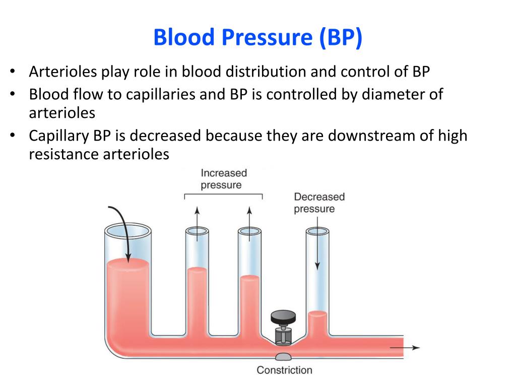 Ppt Cardiac Output Blood Flow And Blood Pressure Powerpoint