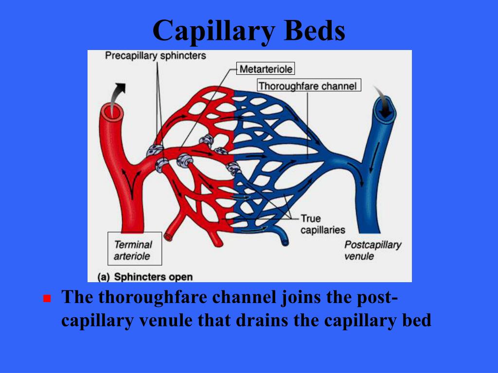 ppt-the-cardiovascular-system-blood-vessels-powerpoint-presentation