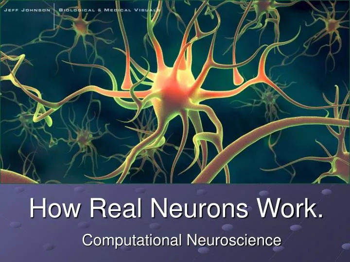 how real neurons work n.