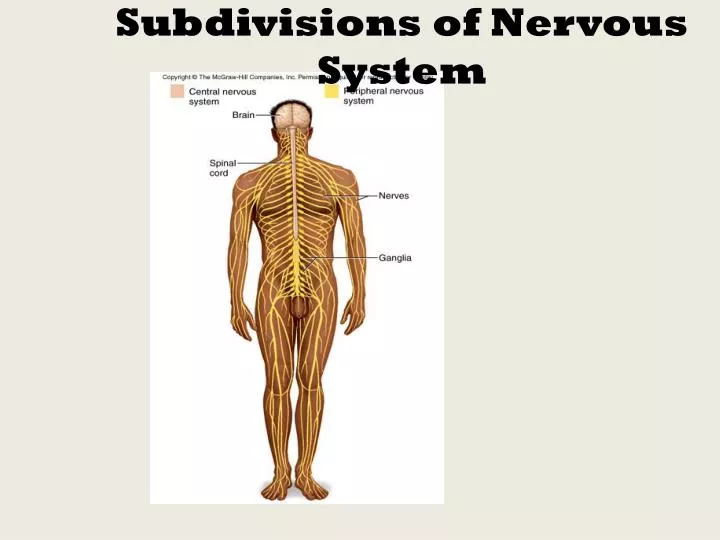 subdivisions of nervous system n.