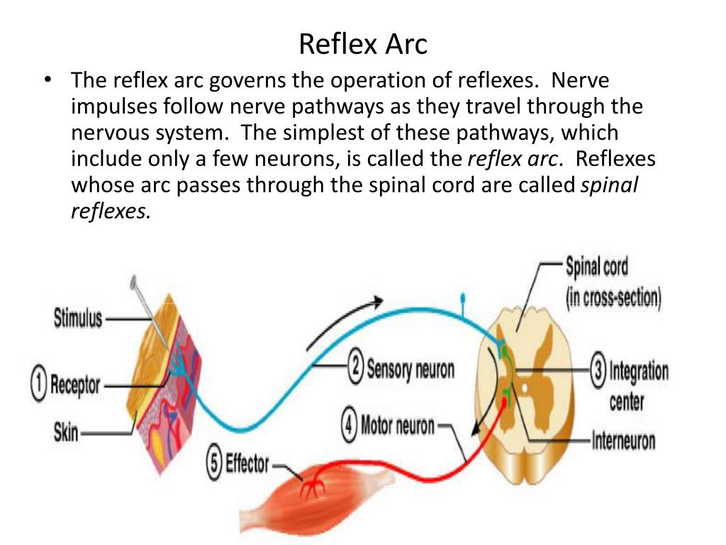 Schematic Diagram Of Reflex Arc Spinal Reflex Arc Anatomy Diagram ...