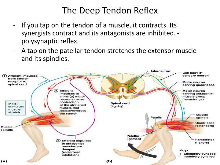 PPT Reflex Physiology PowerPoint Presentation ID313693