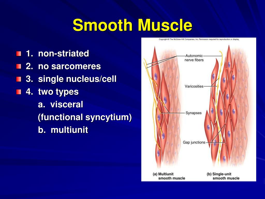 PPT - Muscle Tissue Handout #5 Muscles and #6 Excitation-Contraction