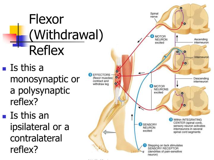 PPT - What are the major components of a spinal nerve? PowerPoint ...