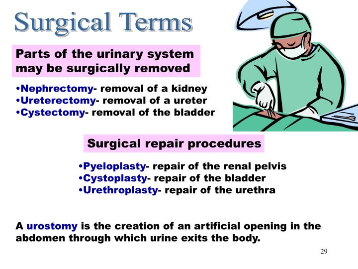 PPT Urinary System PowerPoint Presentation ID314737