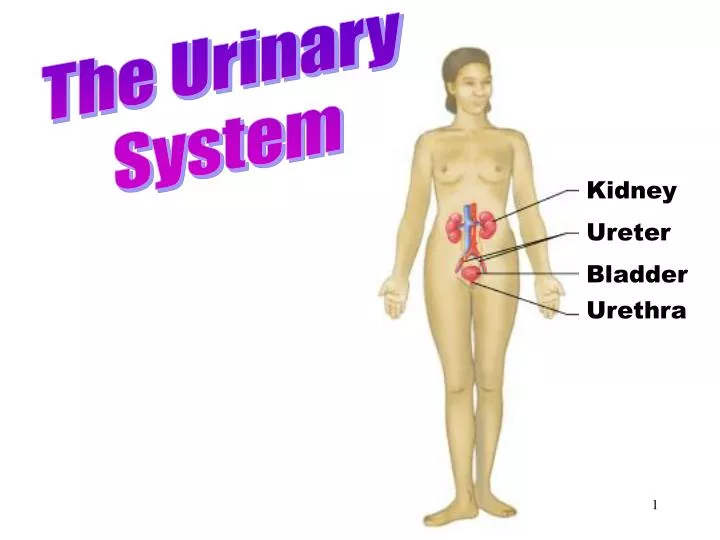 urinary system n.