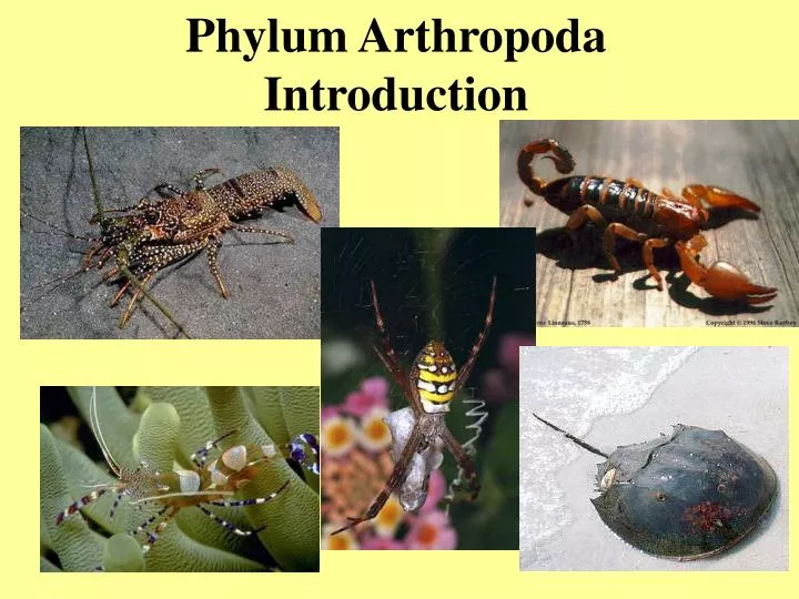 phylum arthropoda introduction n.