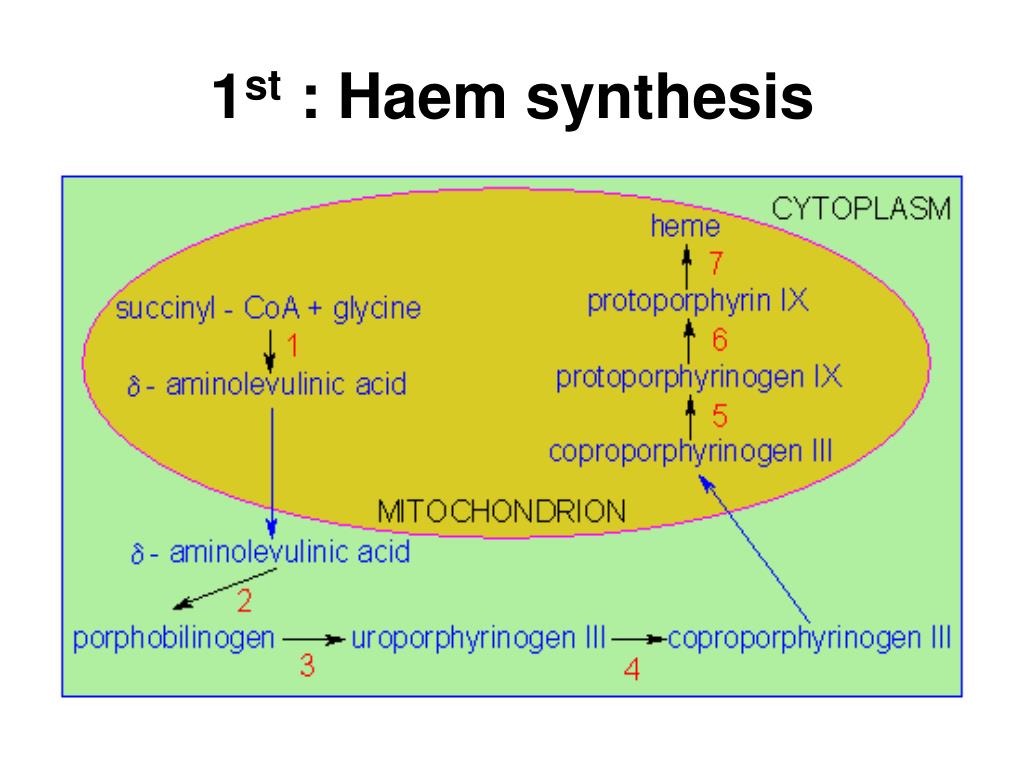 nutrient that is critical for hemoglobin synthesis
